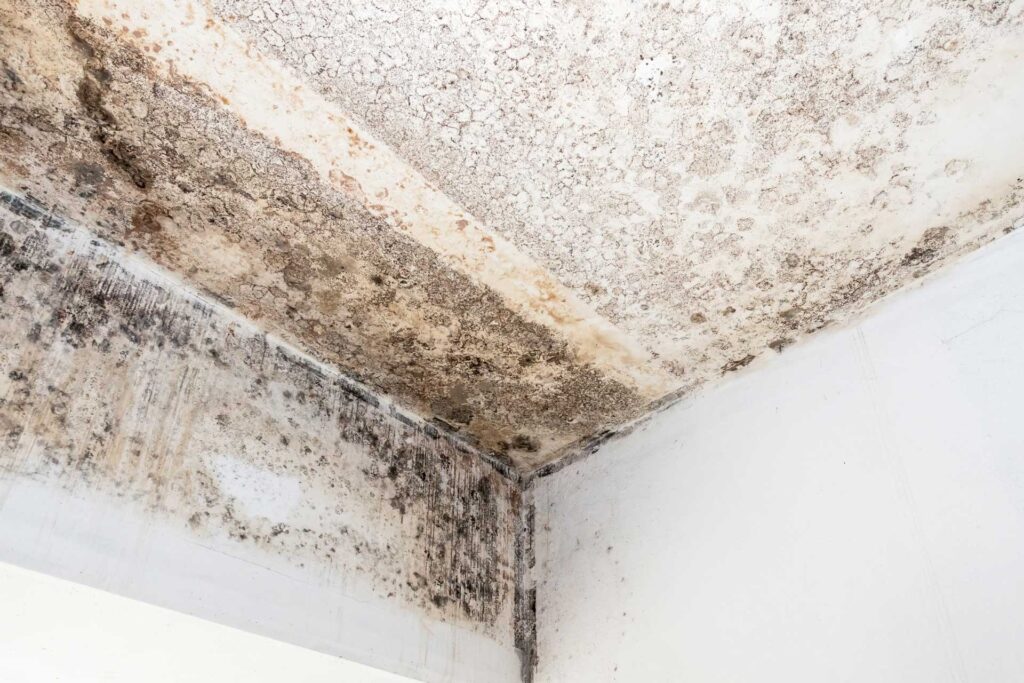 Can Water Damage Cause Mold Growth